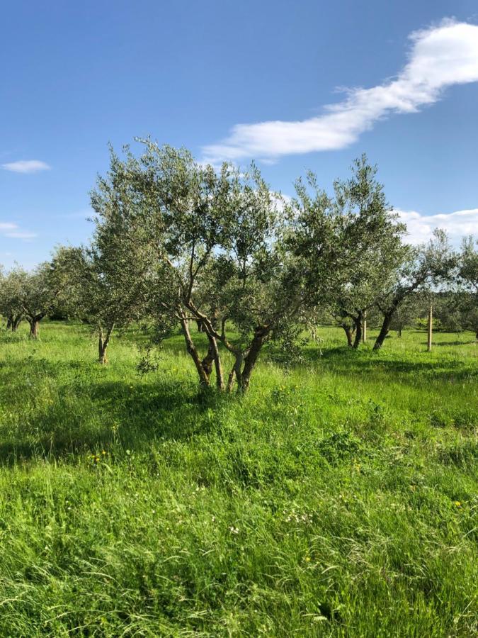 Olive Tree Apartments Ουμάγκ Εξωτερικό φωτογραφία